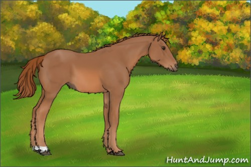 Horse Color:Chestnut 
