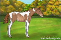 Horse Color:Chestnut Tobiano Varnish Rabicano