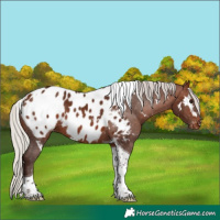 Horse Color:White Spotted Silver Bay Tobiano Appaloosa 