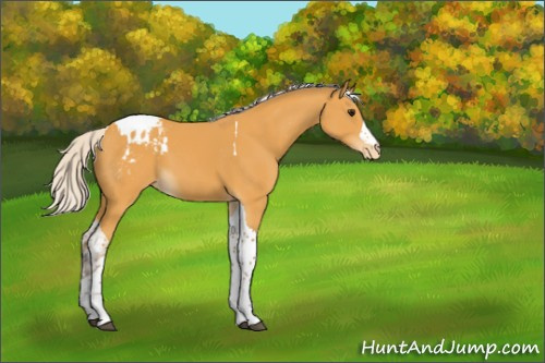 Horse Color:Silver Buckskin Tobiano Appaloosa 