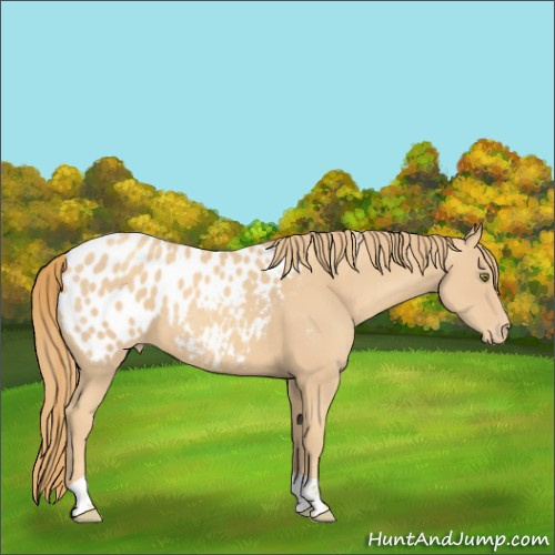 Horse Color:Gold Champagne Tobiano Appaloosa 