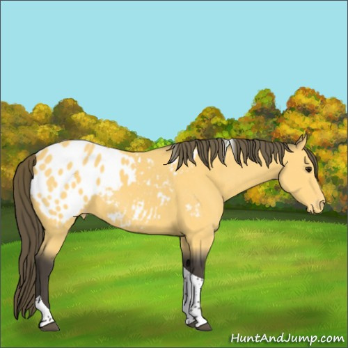 Horse Color:Buckskin Tobiano Appaloosa 