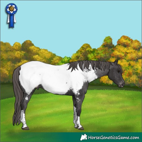 Horse Color:Smoky Black Tobiano Appaloosa 