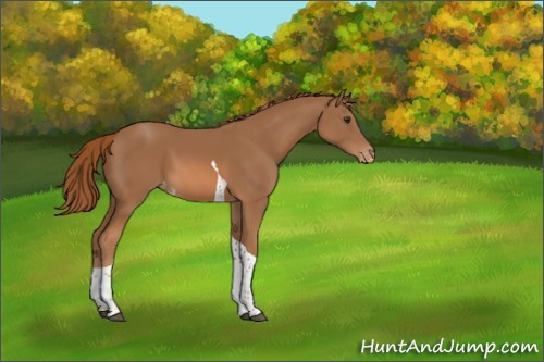 Horse Color:Chestnut Tobiano Appaloosa 