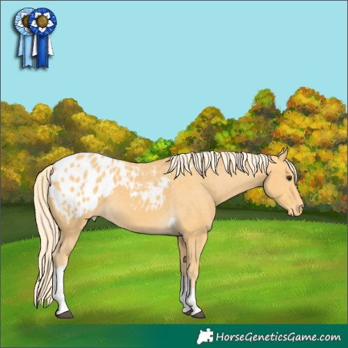 Horse Color:Palomino Tobiano Appaloosa 