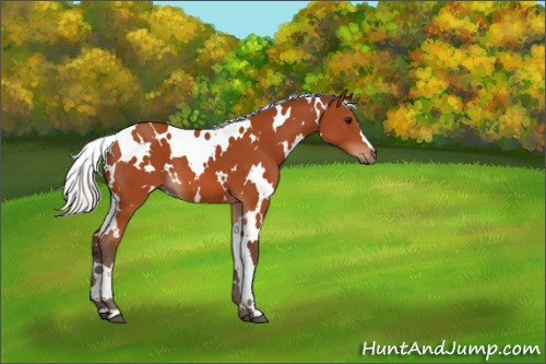 Horse Color:White Spotted Silver Bay 