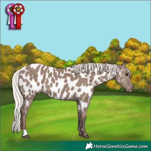 Horse Color:Silver Grullo Appaloosa 