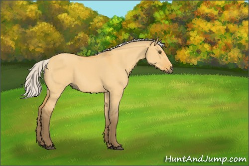 Horse Color:Silver Buckskin Dun 