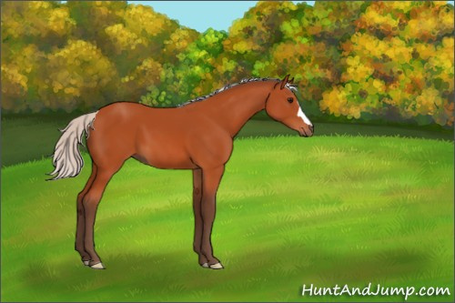 Horse Color:Silver Bay 