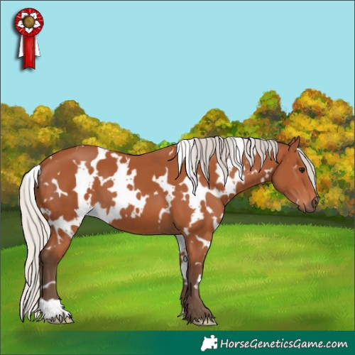 Horse Color:White Spotted Silver Bay 