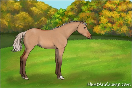Horse Color:Silver Bay Dun 