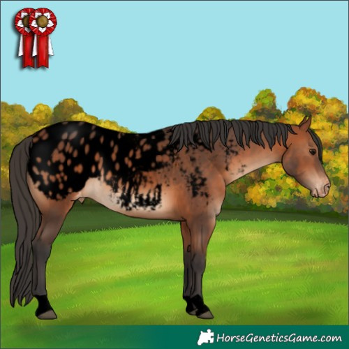 Horse Color:Void Bay Appaloosa 
