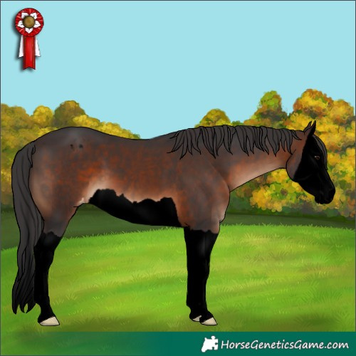 Horse Color:Void Brown Splash Appaloosa 