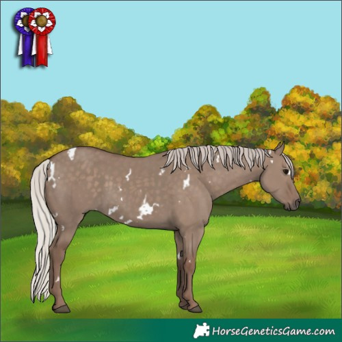 Horse Color:White Spotted Silver Grullo 