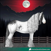 Horse Color:White Spotted Black Appaloosa 
