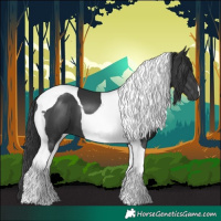 Horse Color:Black Tobiano 