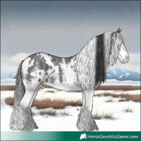 Horse Color:White Spotted Black Splash