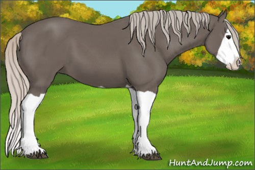Horse Color:Silver Black Splash 