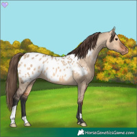 Horse Color:Bay Dun Appaloosa 