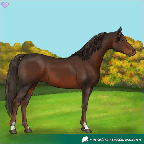 Horse Color:Liver Chestnut