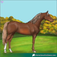 Horse Color:Chestnut 