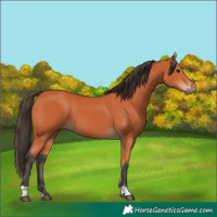 Horse Color:Bay 