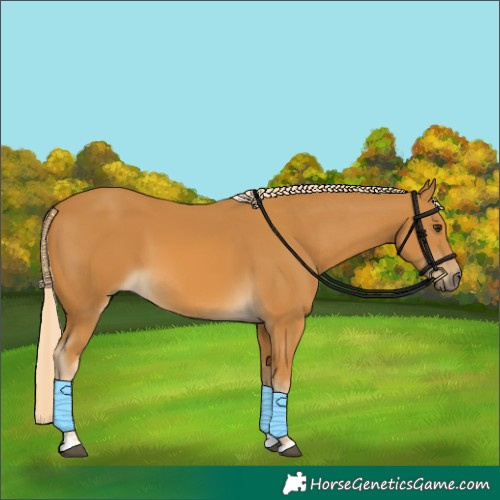 Horse Color:Palomino 