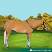 Horse Color:Palomino 