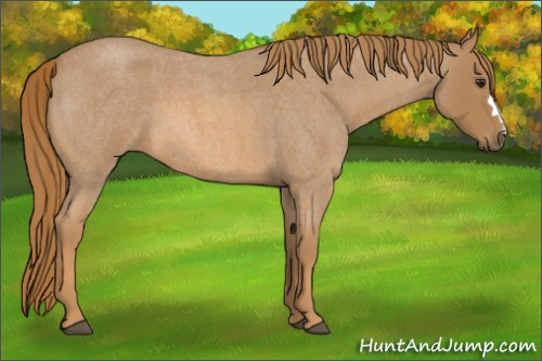 Horse Color:Red Roan