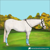 Horse Color:Smoky Creme Roan