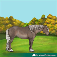 Horse Color:Silver Black Rabicano 