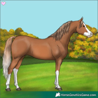 Horse Color:Chestnut Splash 