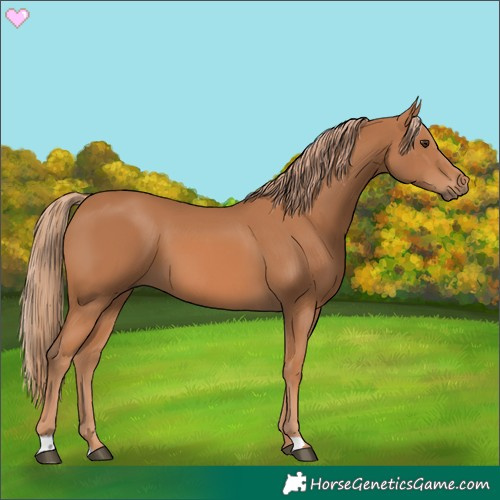 Horse Color:Chestnut 