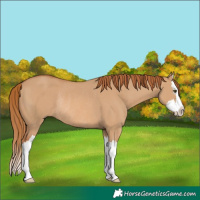 Horse Color:Red Dun Splash Rabicano 