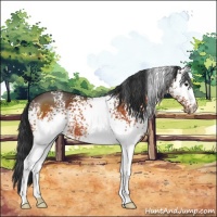 Horse Color:White Spotted Bay 
