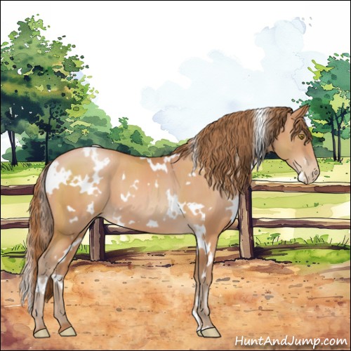 Horse Color:White Spotted Brown Pearl 