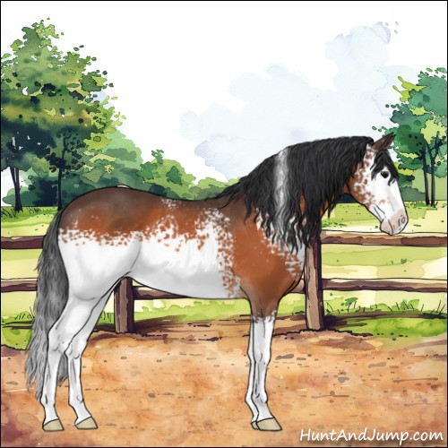 Horse Color:White Spotted Bay Splash Rabicano 