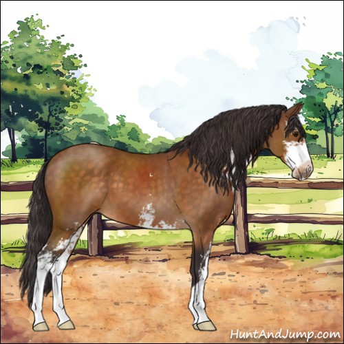 Horse Color:Buckskin Sabino 