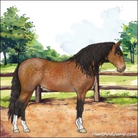 Horse Color:Buckskin 