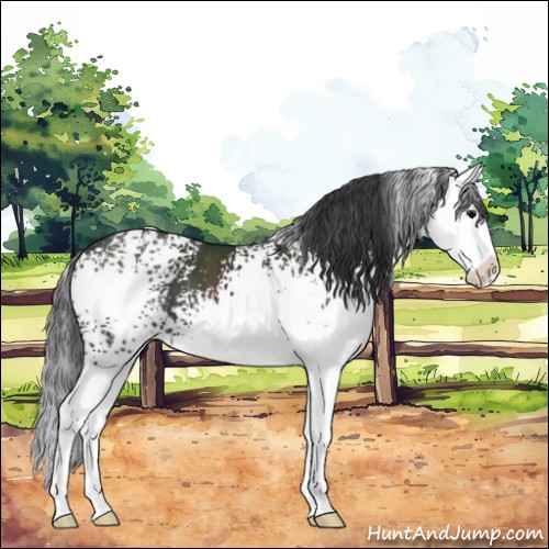 Horse Color:White Spotted Black Sabino Splash 