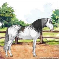 Horse Color:White Spotted Black Sabino Splash 