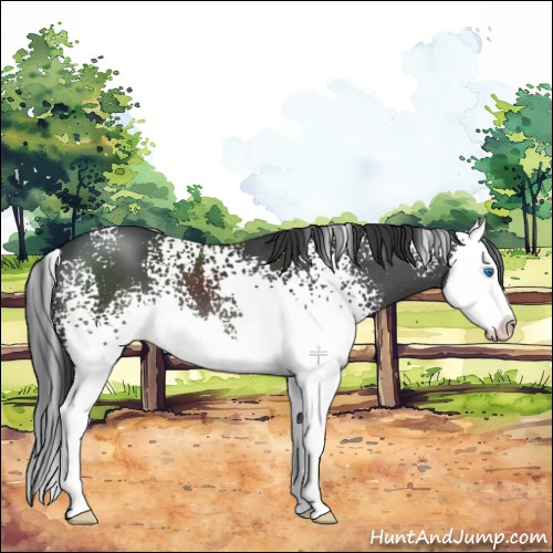 Horse Color:White Spotted Black Splash 