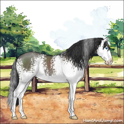 Horse Color:White Spotted Grullo Splash 
