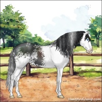 Horse Color:White Spotted Black Splash 