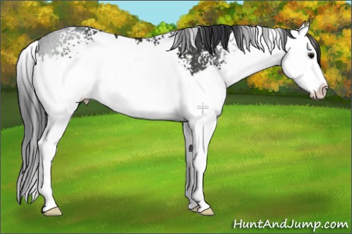 Horse Color:White Spotted Black Sabino Splash 