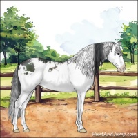 Horse Color:White Spotted Black Splash 