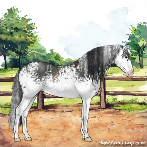 Horse Color:White Spotted Black Sabino Splash Rabicano