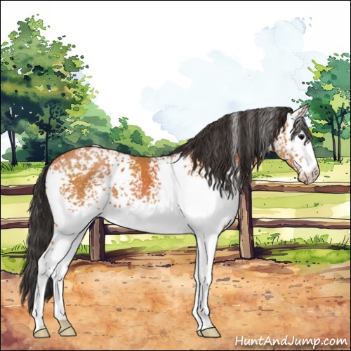 Horse Color:White Spotted Bay 