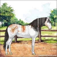 Horse Color:White Spotted Bay 