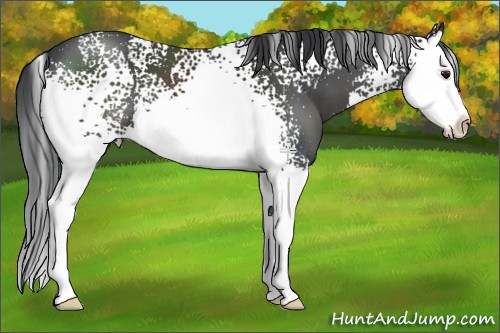 Horse Color:White Spotted Black Splash 